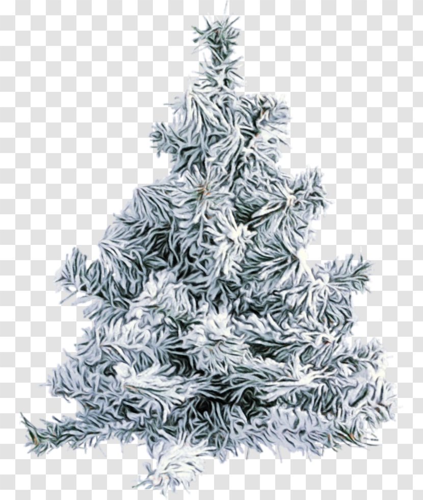 Christmas Tree - Balsam Fir - Lodgepole Pine Canadian Transparent PNG