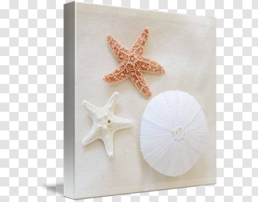 Starfish - Echinoderm Transparent PNG