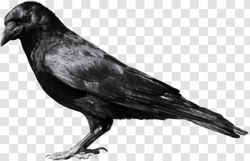 Crows Clip Art - Perching Bird - Crow Image Transparent PNG