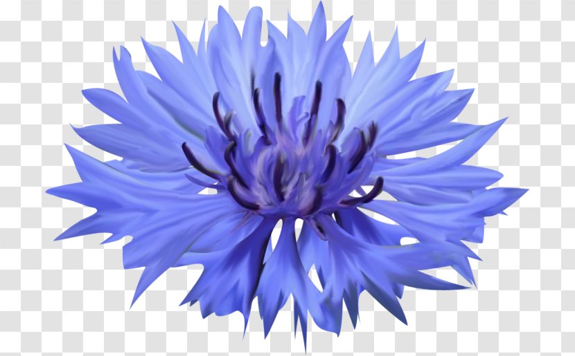 Cornflower Blue Petal - Flower Transparent PNG