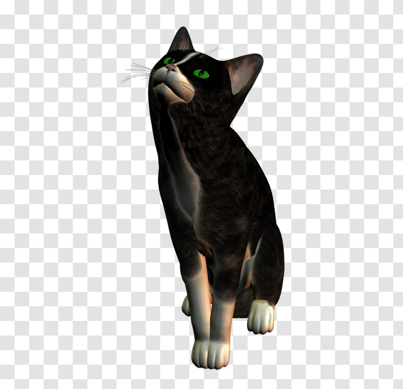 Whiskers Domestic Short-haired Cat Black Paw - Internet - Catsle Streamer Transparent PNG