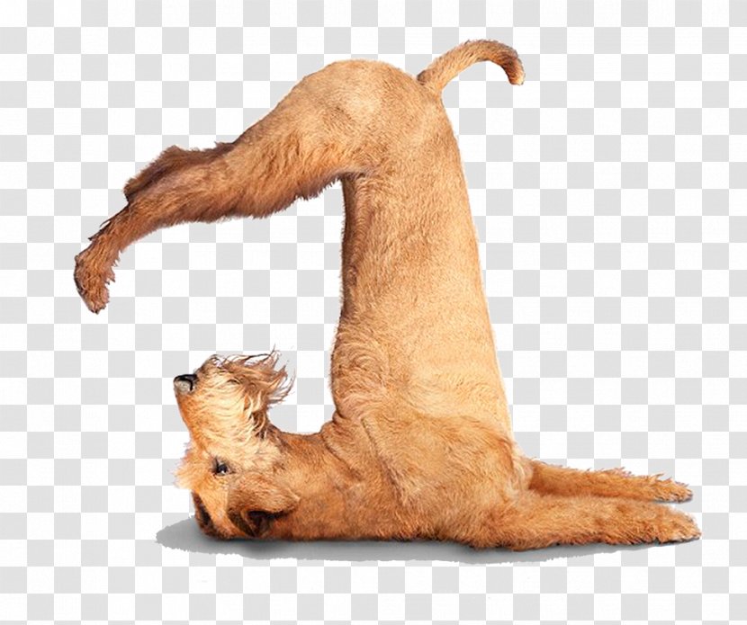Chihuahua Puppy Yoga Dogs Flexibility Transparent PNG