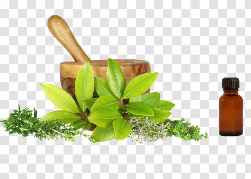 Herbalism Naturopathy Alternative Health Services Medicine - Medicinal Plants Transparent PNG