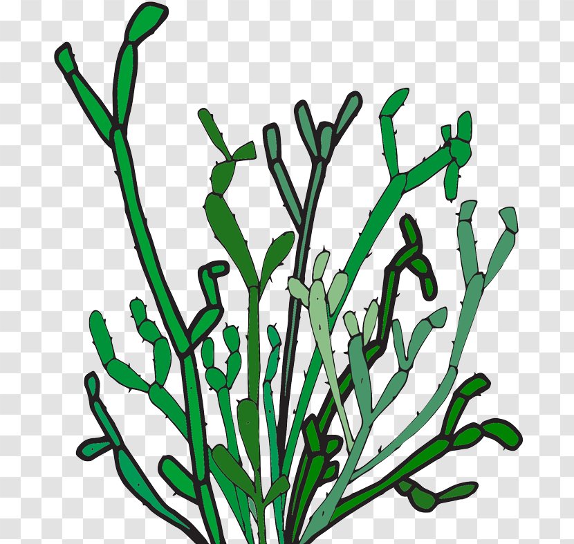 Green Leaf Background - Flower Vascular Plant Transparent PNG