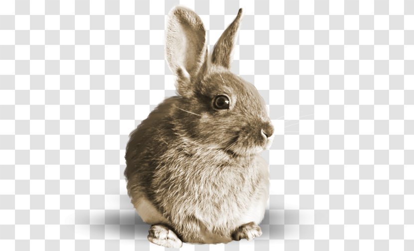 Hare Rabbit Salted Duck Egg - Domestic - Brown Bunny Transparent PNG