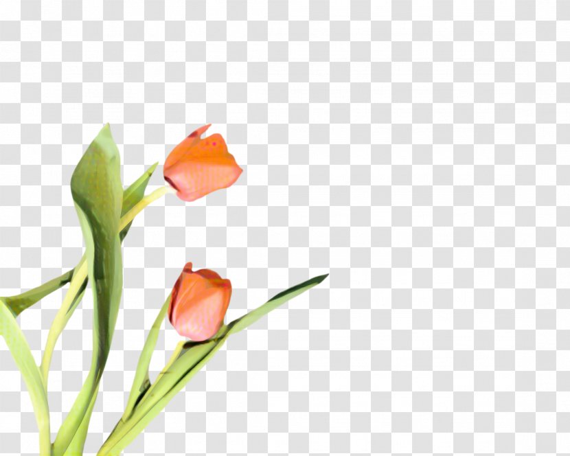 Flowers Background - Plant - Lily Family Pedicel Transparent PNG