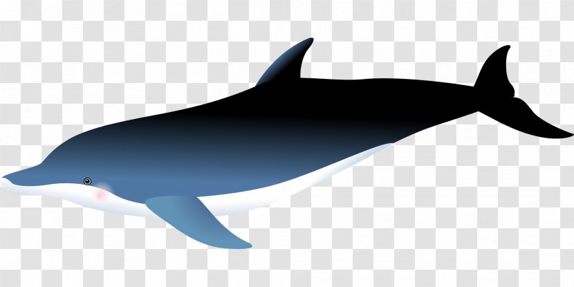 Common Bottlenose Dolphin Short-beaked Rough-toothed Porpoise White-beaked - Killer Whale Transparent PNG