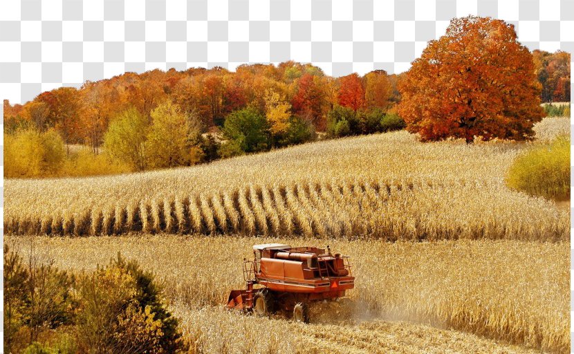 Agriculture High-definition Television Field Video Wallpaper - Highdefinition - Harvest In The Autumn Beauty Of Three Transparent PNG