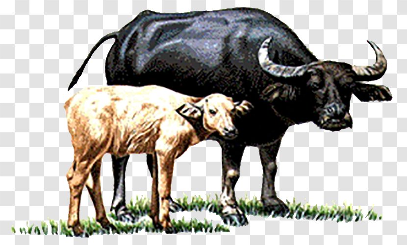 Water Buffalo Cattle Calf You Have Two Cows - Cowcalf Operation - Cow And Transparent PNG