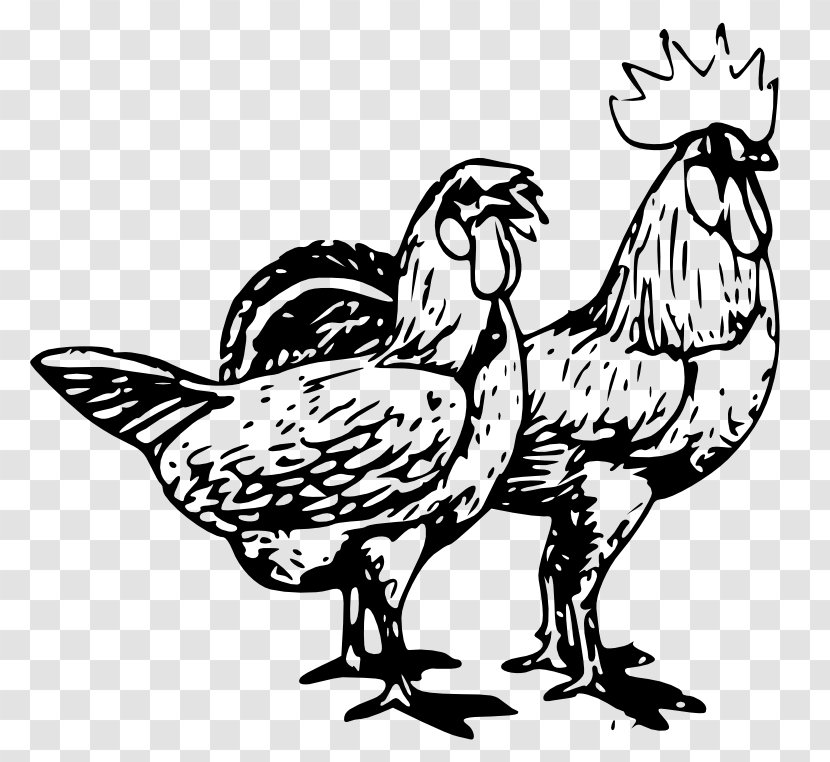 Chicken Poultry Farming Clip Art - Line - Public Domain Transparent PNG