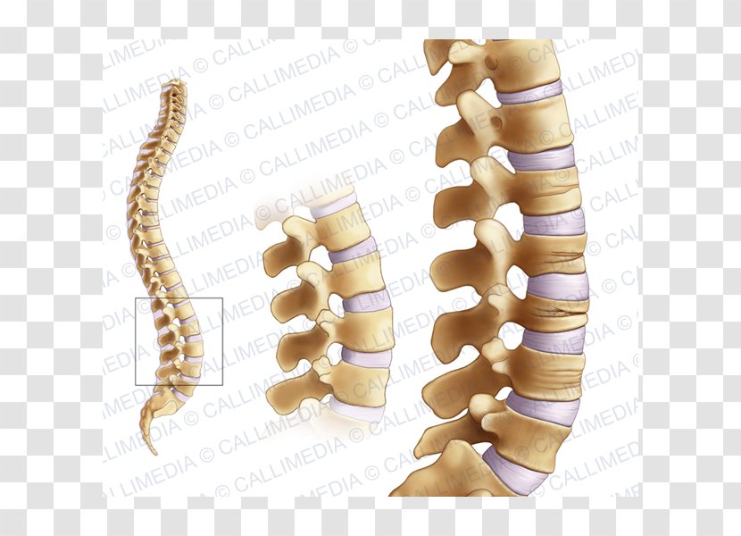 Bone Fracture Joint Osteoporosis Femoral Neck Rheumatology Transparent PNG