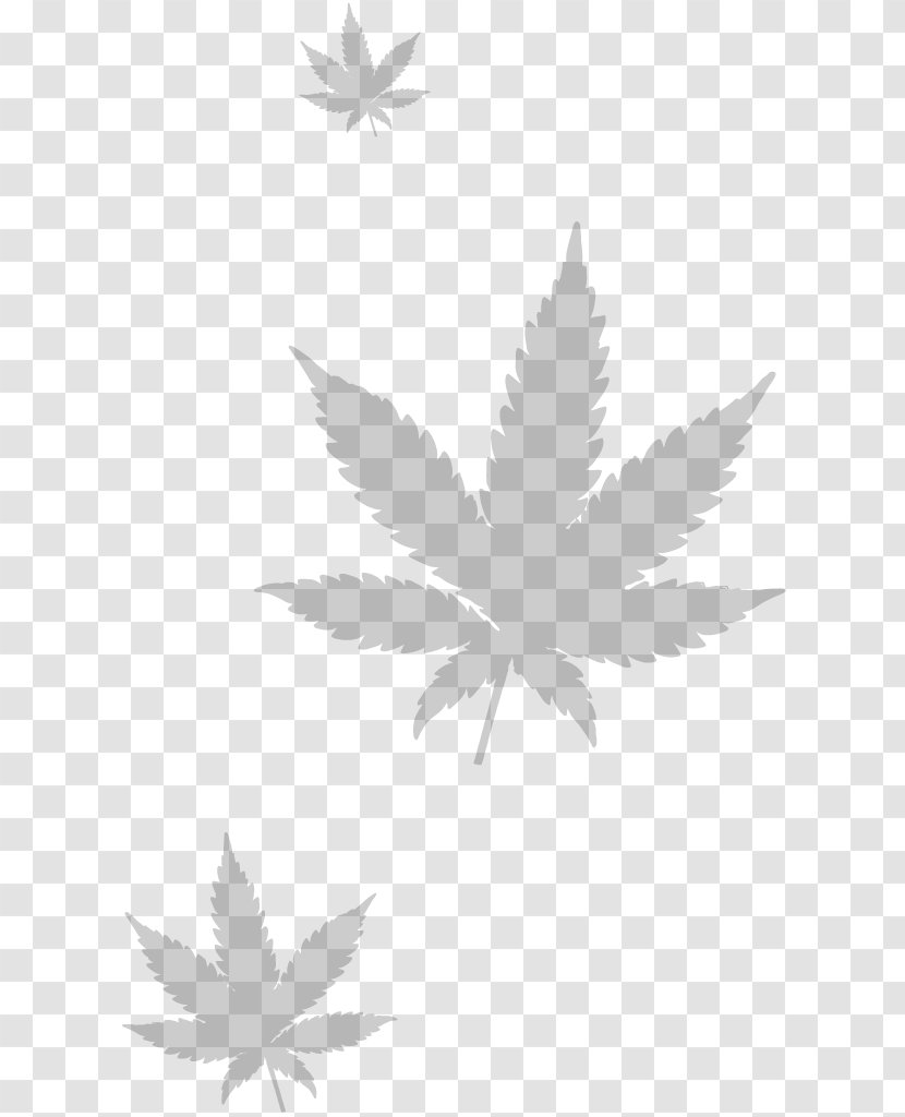 Medical Cannabis Kush - Woody Plant - Leaves Transparent PNG