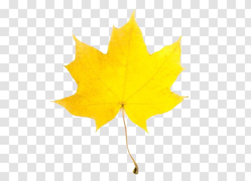 Leaf Yellow Maple Autumn Clip Art - Fall Leaves Clipart Transparent PNG