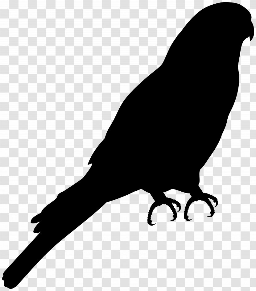 Bird Vector Graphics Pigeons And Doves European Robin - Wing - Blackbird Transparent PNG