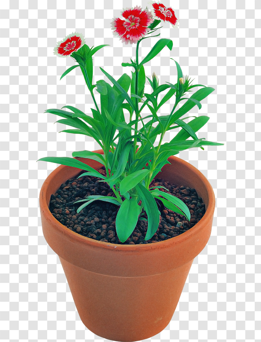 Flower Flowerpot Plant Houseplant Leaf Transparent PNG