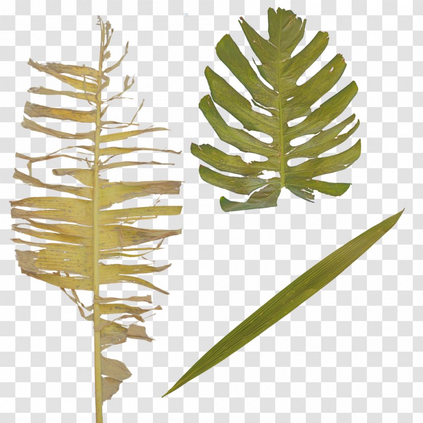 Twig Plant Stem Leaf - Tropical Jungle Transparent PNG