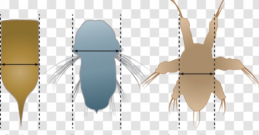 Insect - Invertebrate Transparent PNG