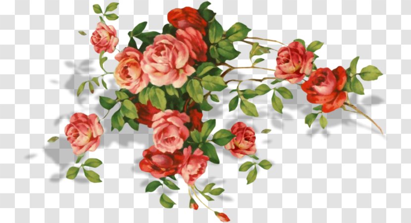 Garden Roses Flower Bouquet Birthday Floral Design - Rose Family - Decor Transparent PNG