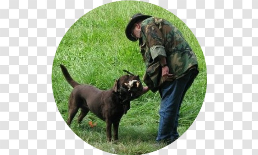 Labrador Retriever Hunting Dog Breed Obedience Training Author - Two Yoo Project Sugar Man Transparent PNG