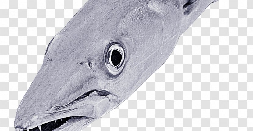 Bony Fishes - Fish Transparent PNG