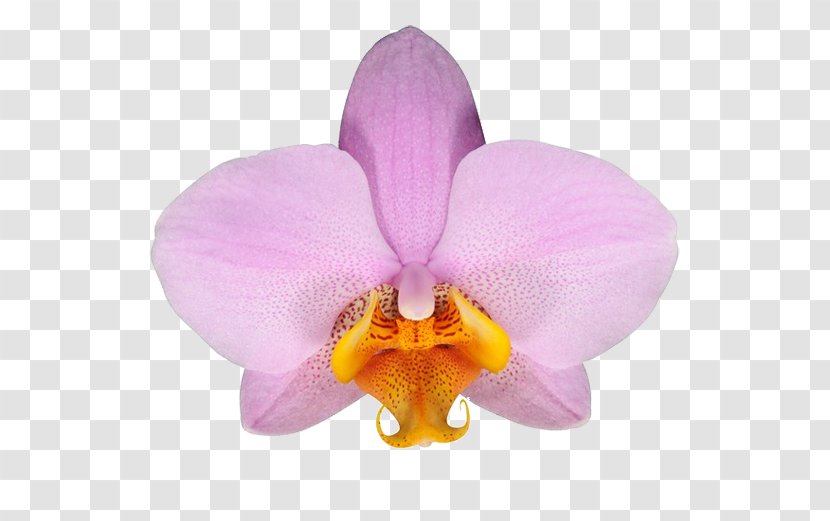 Moth Orchids Cattleya Flower Stolk Flora - Petal Transparent PNG