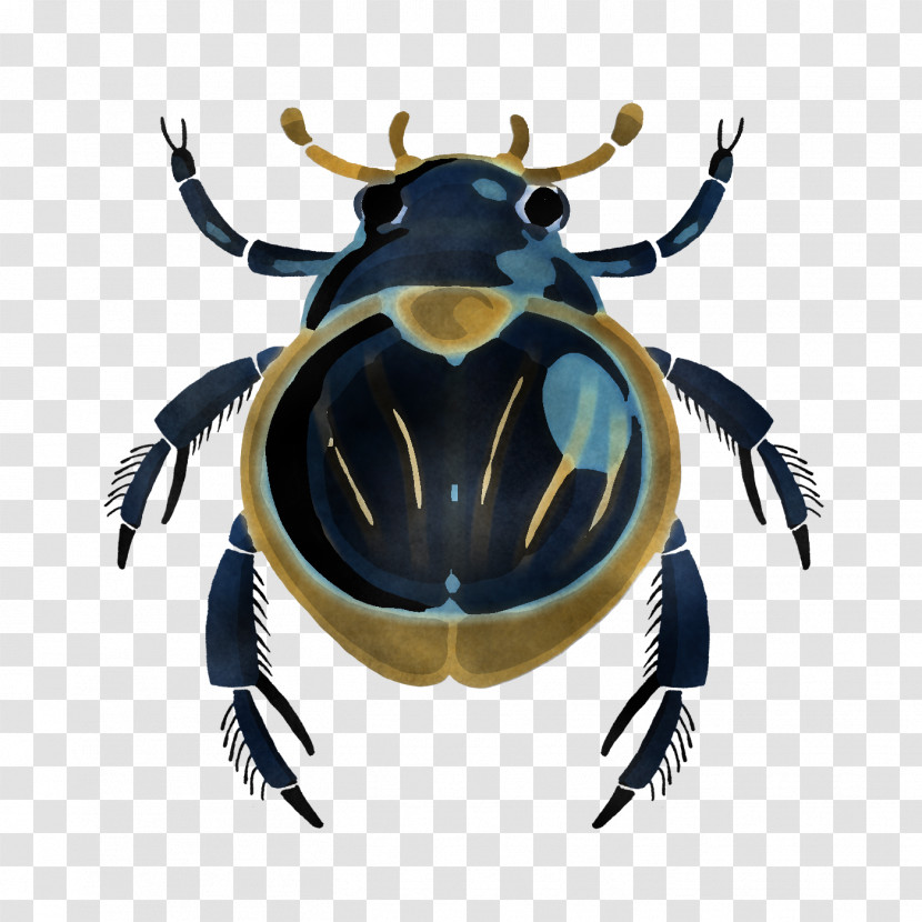 Insect Pest Beetle Cetoniidae Transparent PNG