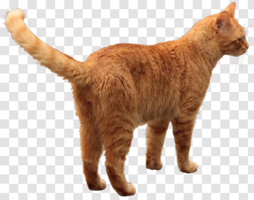 orange manx cat