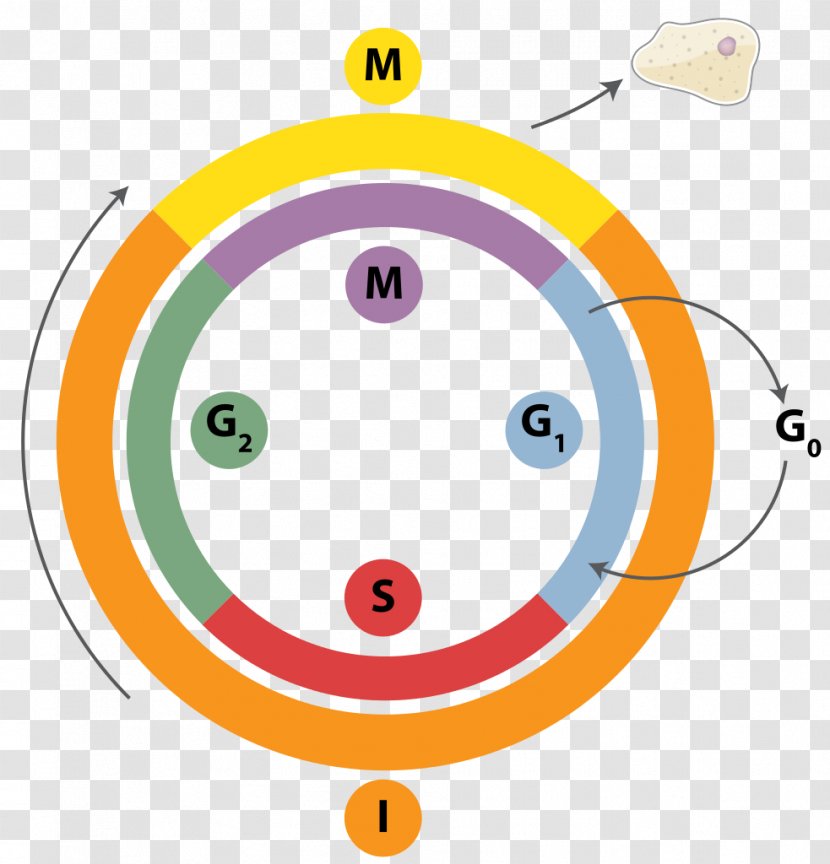 Cell Cycle DNA Replication Mitosis Interphase - Dna Transparent PNG