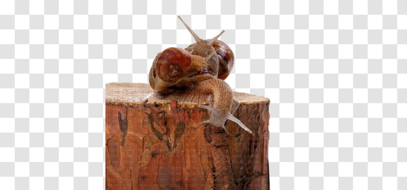 Snail Orthogastropoda Insect Tree Caracol Transparent PNG