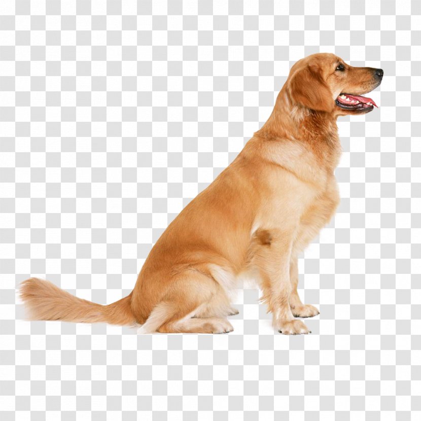 Dog Training Bone Jour Pet Boutique Inc Obedience Golden Retriever Puppy Transparent Png