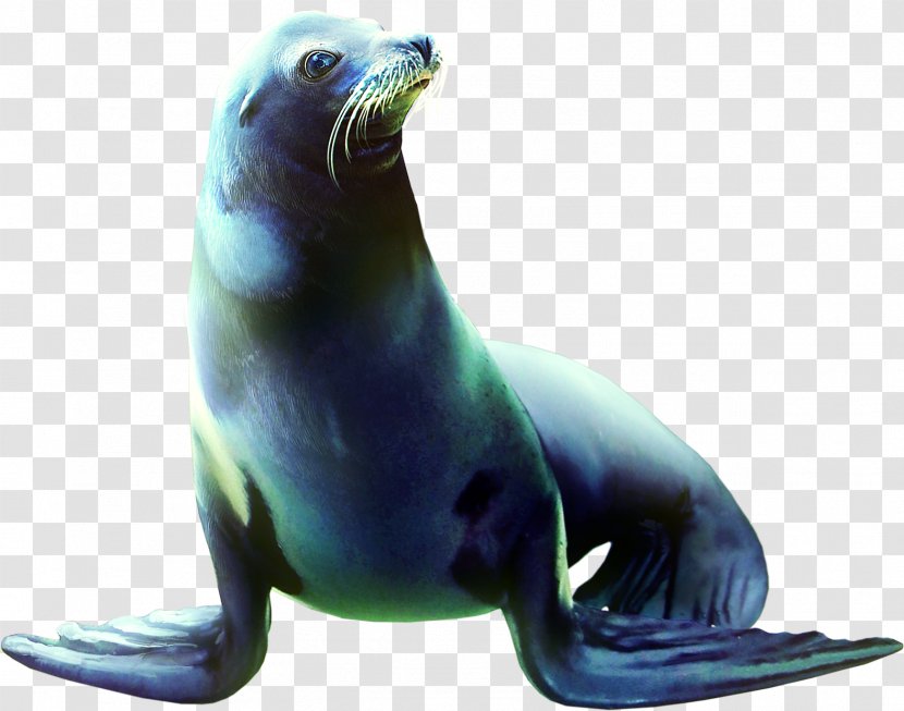 Sea Lion Earless Seal Animal Clip Art - Mpeg4 Part 14 - Animals Transparent PNG