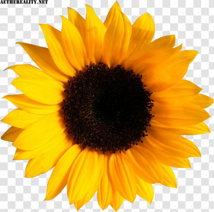 Common Sunflower Image Sticker Clip Art - Flower Transparent PNG