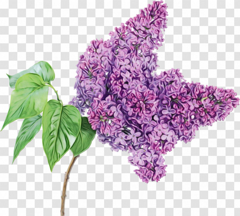 Flower Lilac Plant Lilac Purple Transparent PNG