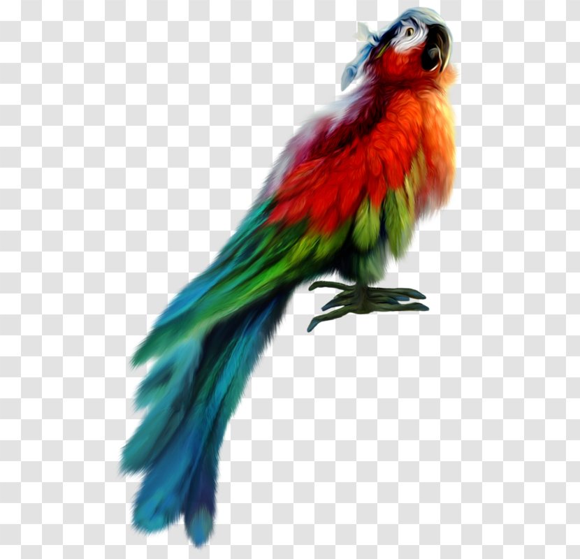Parrot Bird Parakeet - Digital Image - Colored Feather Transparent PNG