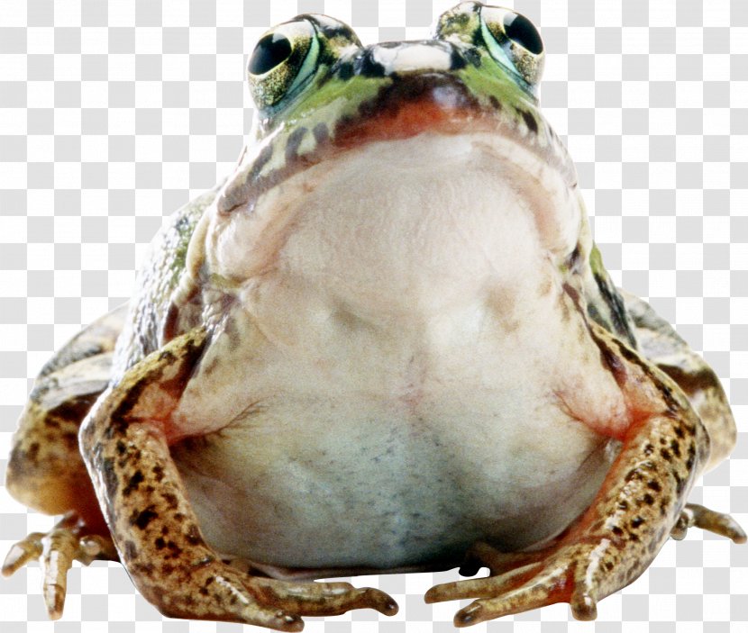 Common Frog Amphibians Animal Transparent PNG