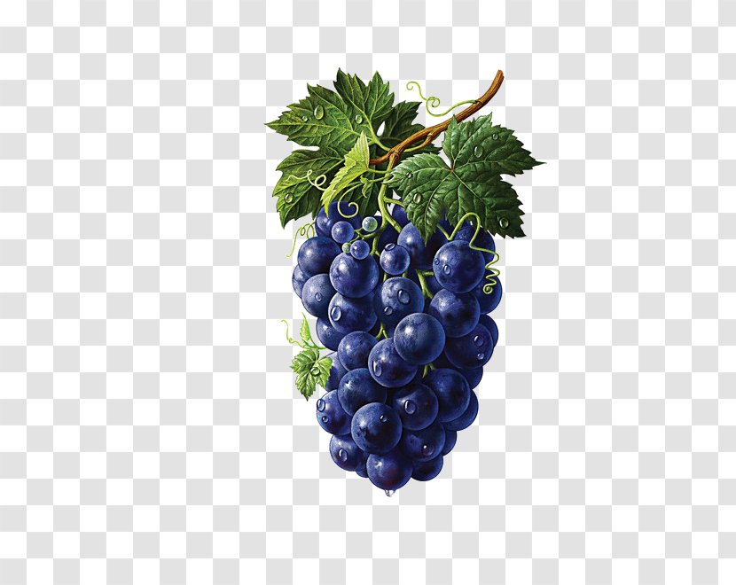 Illustrator Fruit Painting Drawing Illustration - Blueberry - Grape Transparent PNG