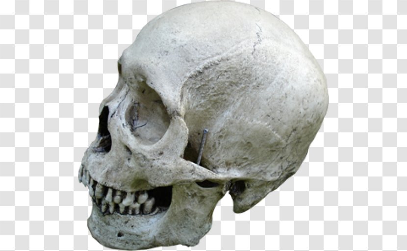 Human Skull Skeleton Bone Transparent PNG