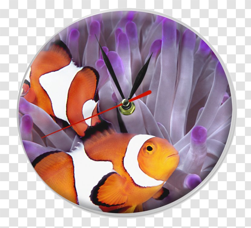 Clownfish Sea Anemone Red Great Barrier Reef - Coral Transparent PNG
