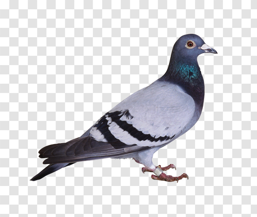 Bird Rock Dove Stock Dove Pigeons And Doves Beak Transparent PNG