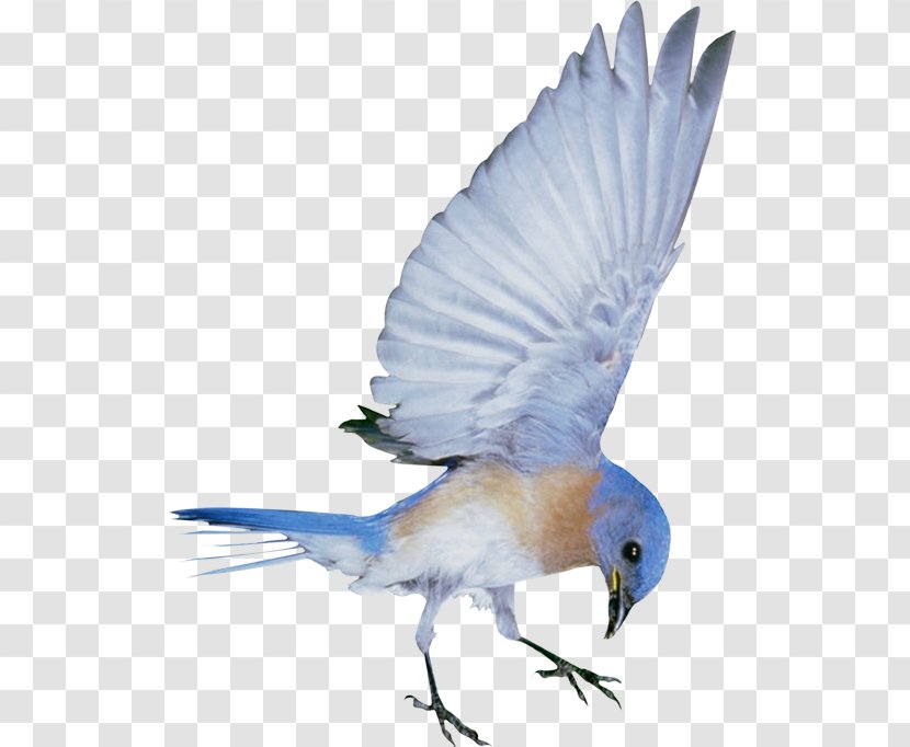 Hummingbird - Bird - Creative Cute Blue Birds Transparent PNG