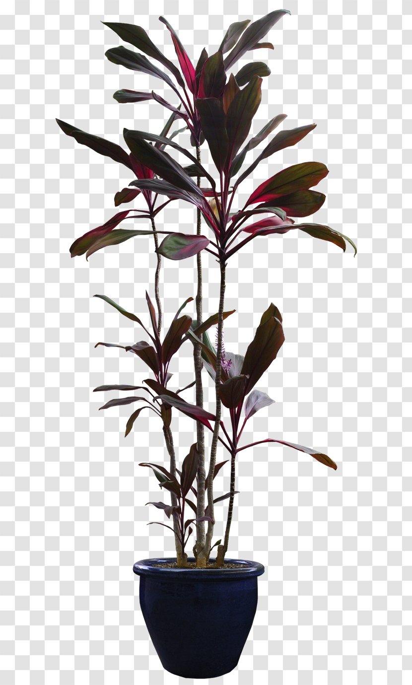 Flowerpot Houseplant Tree - Flower - Plant Transparent PNG