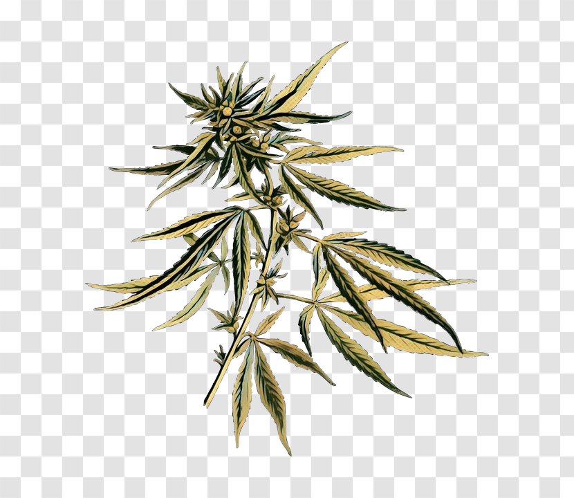 Cannabis Leaf Background - Medical - Weed Hemp Family Transparent PNG