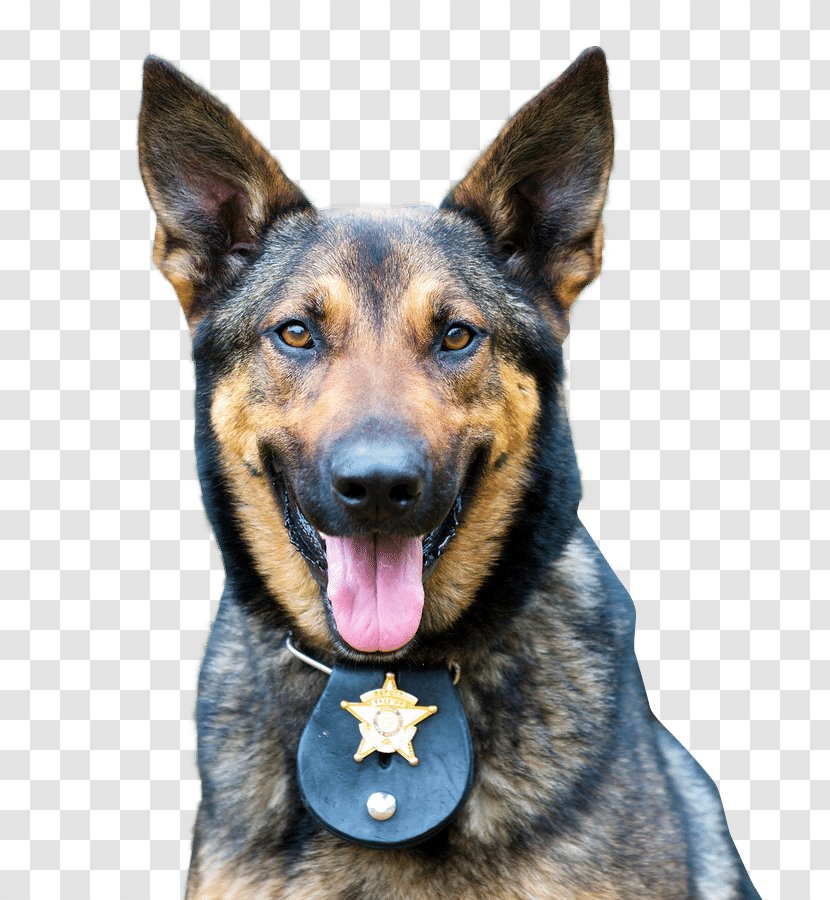 German Shepherd Police Dog Officer Veterinarian Transparent PNG