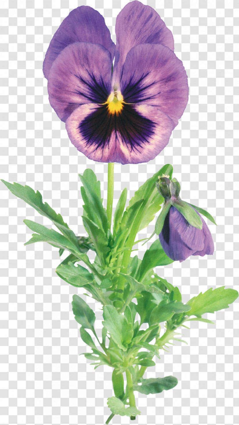 Viola Tricolor Picture Frame Clip Art - Seed Plant - Creative Abstract Flowers Transparent PNG