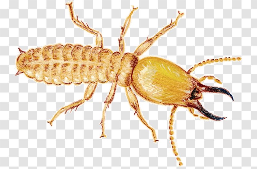 Mosquito Cockroach Termite Insect Rodent - Arthropod - WOODEN FLOOR Transparent PNG