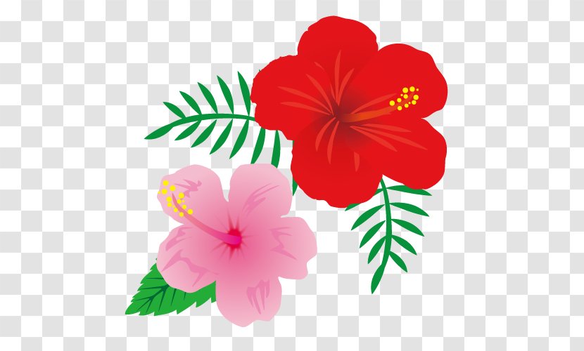 Hibiscus Annual Plant Magenta Herbaceous - Seed Transparent PNG
