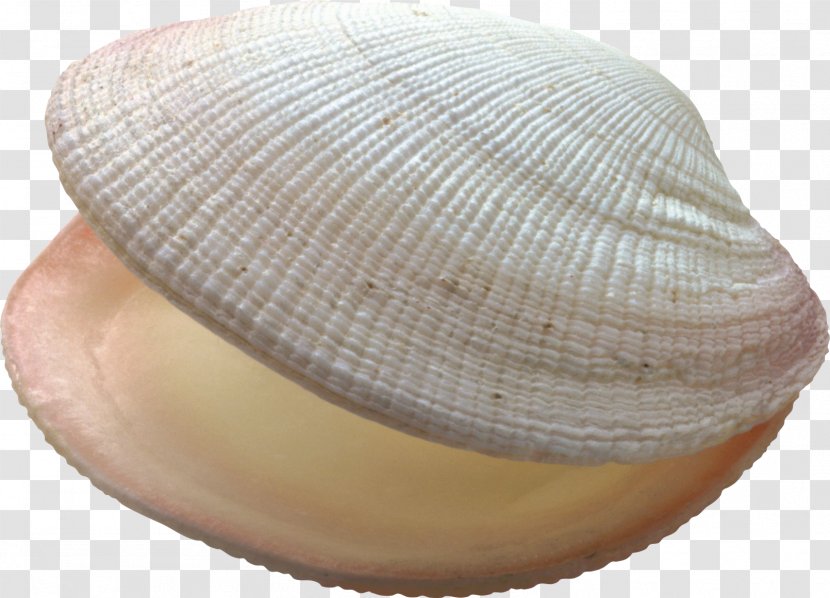 Seashell Conch Bivalvia Ocean - Nacre - Marine Transparent PNG