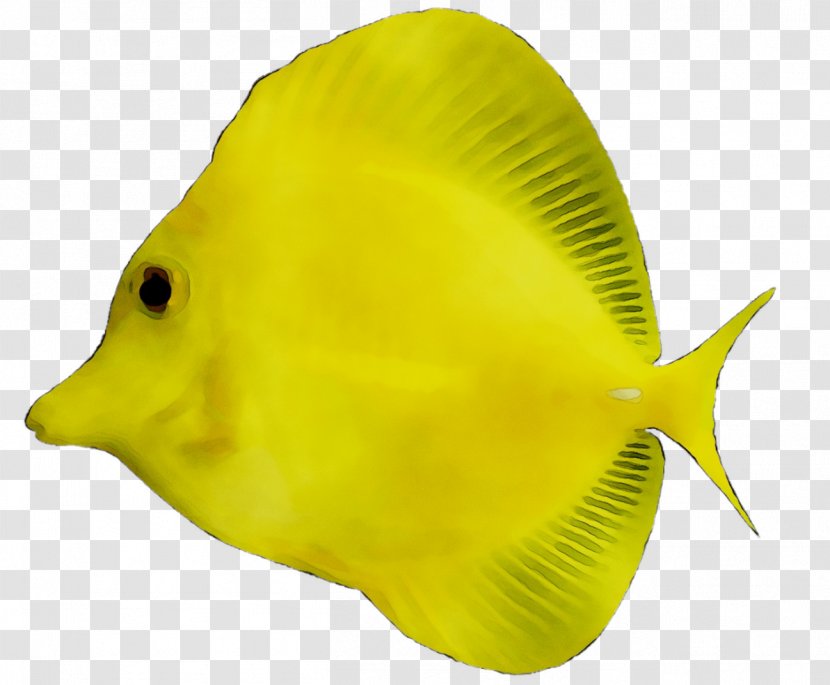 Yellow Tang Siamese Fighting Fish Freshwater Aquarium - Holacanthus - Fishkeeping Transparent PNG