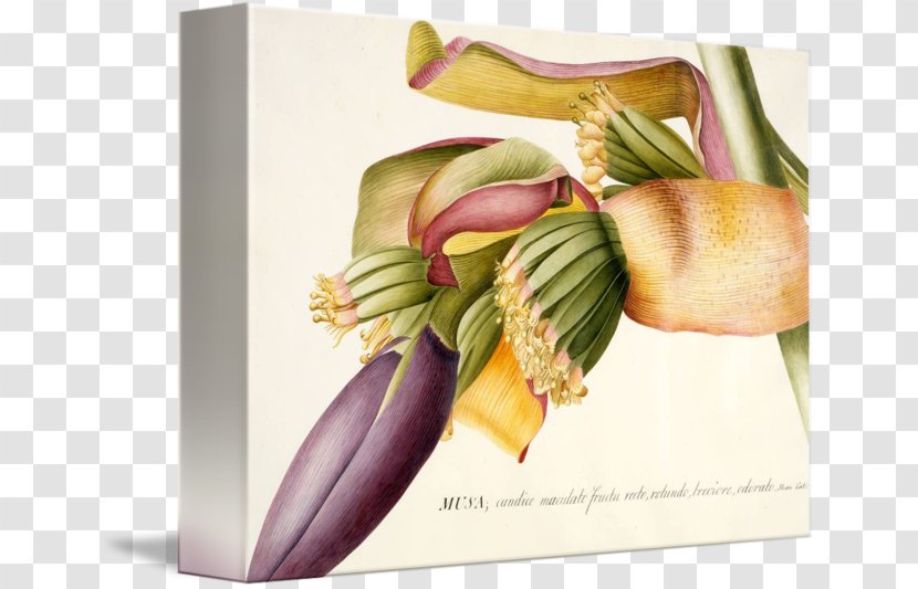 Banana Giclée Printmaking Work Of Art Artist Transparent PNG