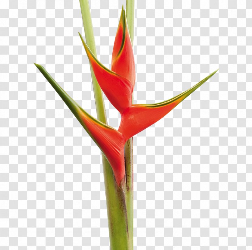 Heliconia Bihai Cut Flowers Tropics Plant - Flower Transparent PNG